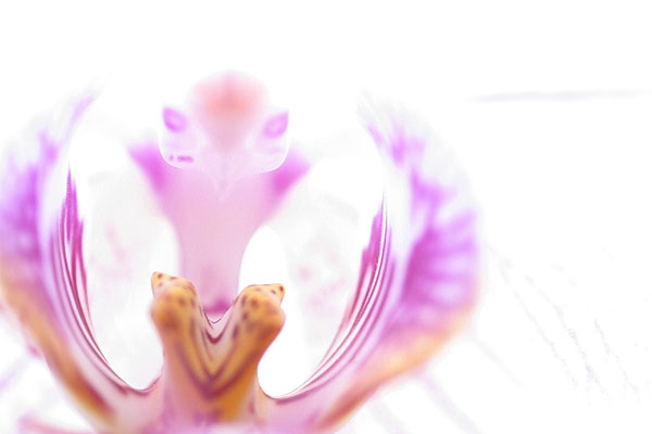 02_Alien_Orchid