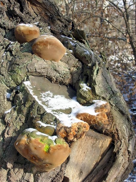 17_Tree_Fungi