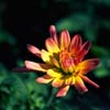 16_Velvia_Flower